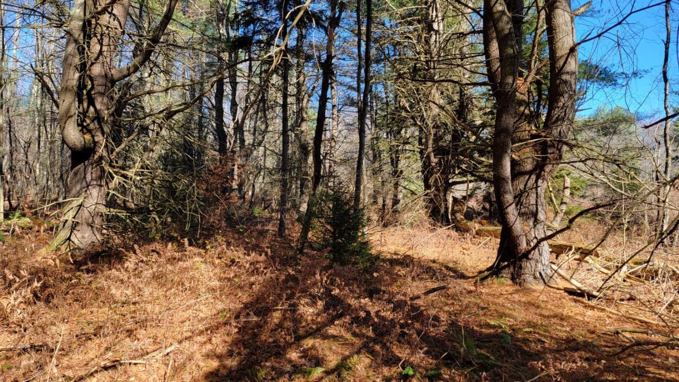 0 Tedle Brook Road Jefferson, NY 12093 - Photo 8 of 54