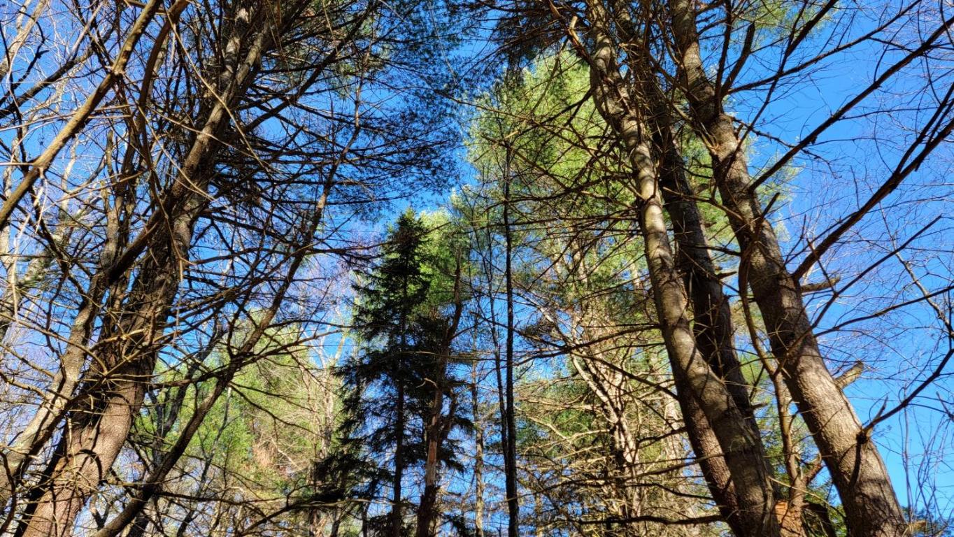 0 Tedle Brook Road Jefferson, NY 12093 - Photo 9 of 54