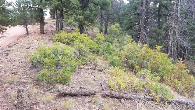 13220 Deer Ridge Way Larkspur, CO 80118 - Photo 8 of 8 Gallery Image 8