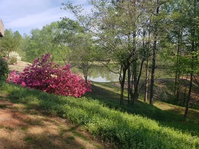 a view of a garden with plants and trees
