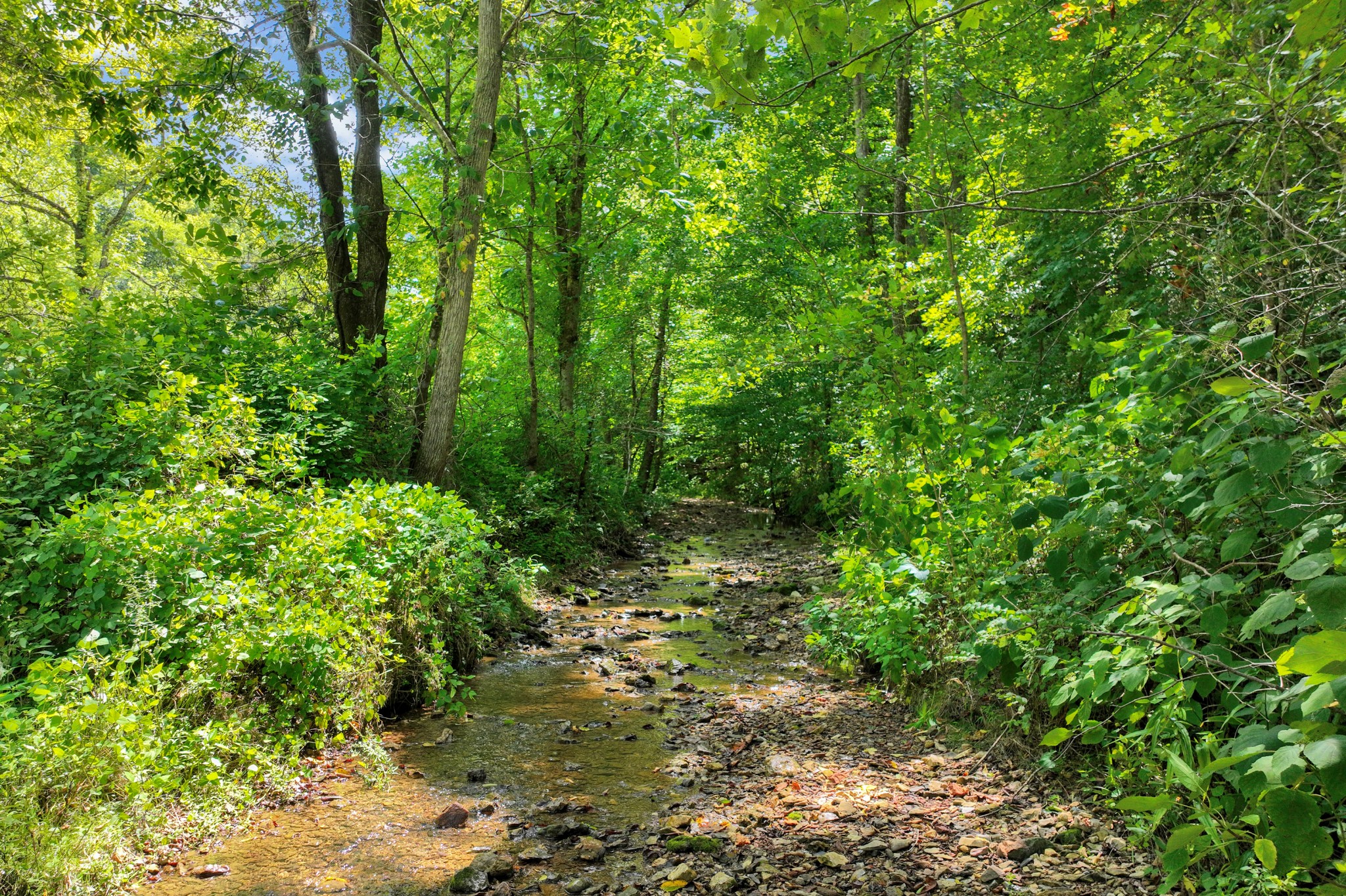 0 John Rains Road Woodbury, TN 37190 - Photo 15 of 51 Gallery Image 15