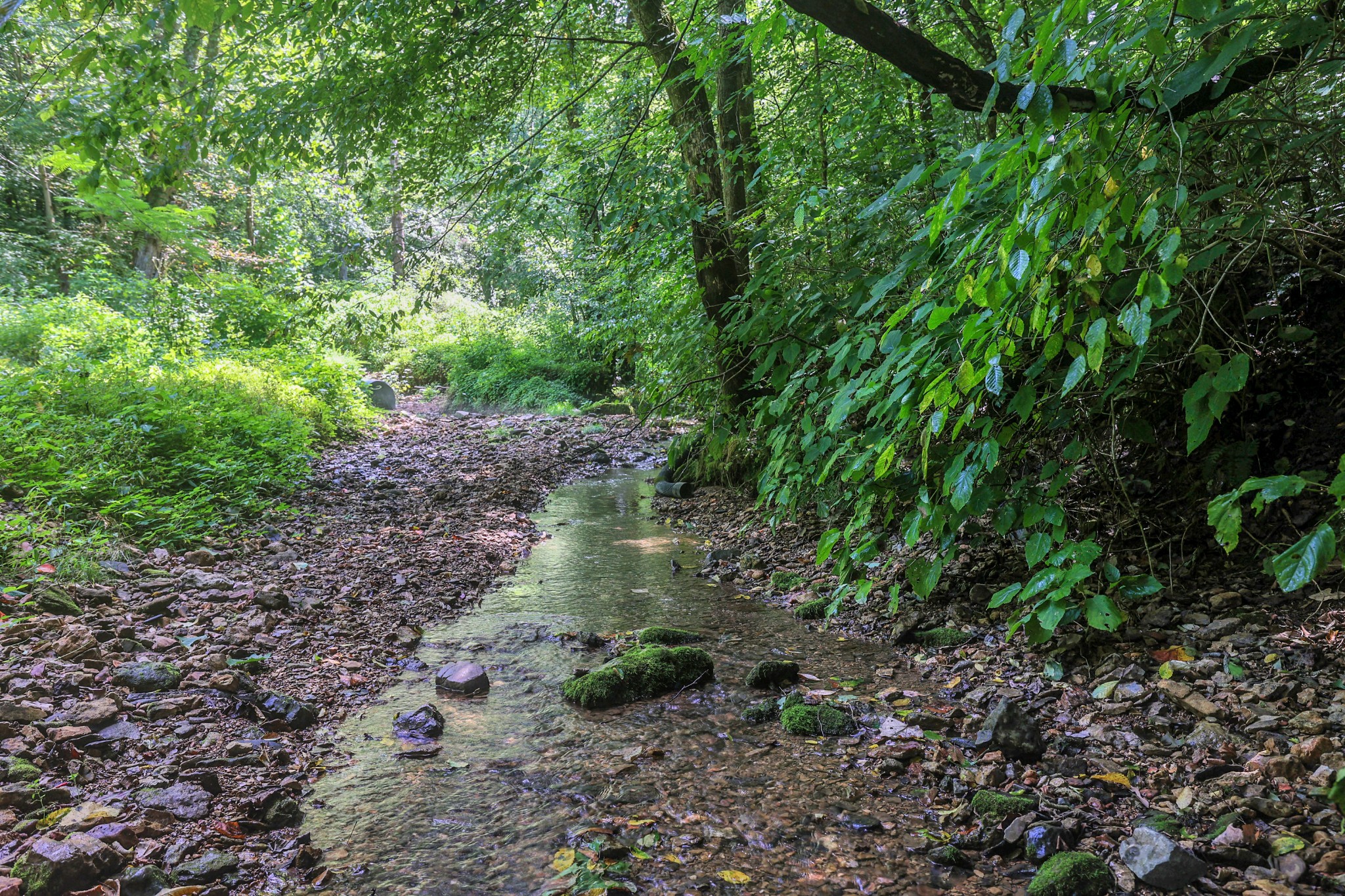 0 John Rains Road Woodbury, TN 37190 - Photo 17 of 51 Gallery Image 17