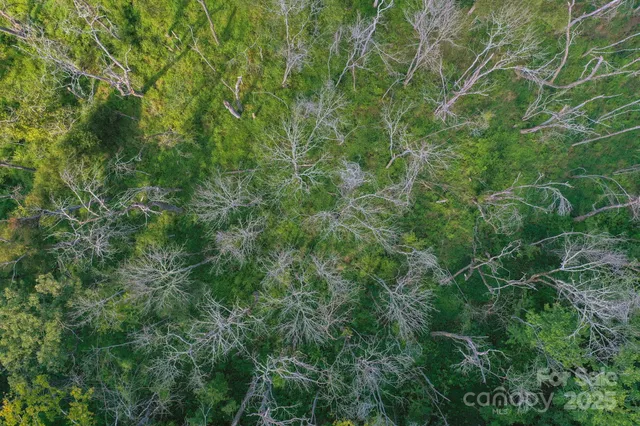 a view of a lush green forest with a tree