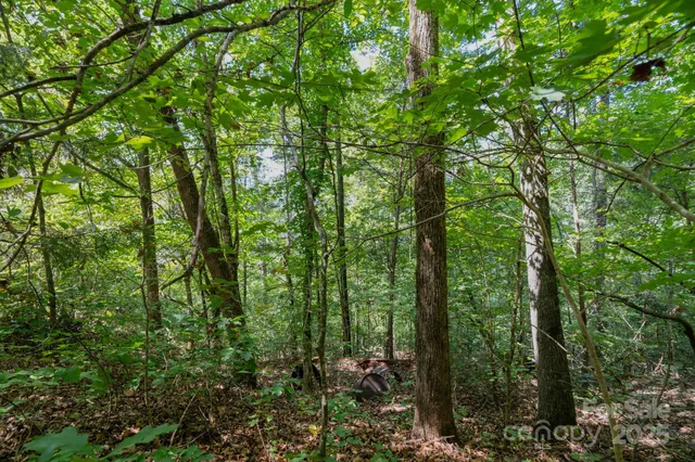a view of a lush green forest