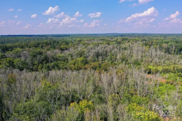 a view of a lush green forest