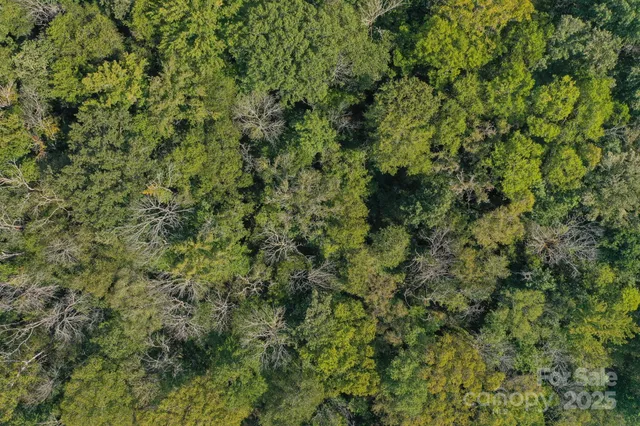 a view of a lush green forest with a tree