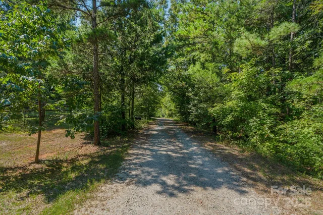 a view of a forest with trees in the background