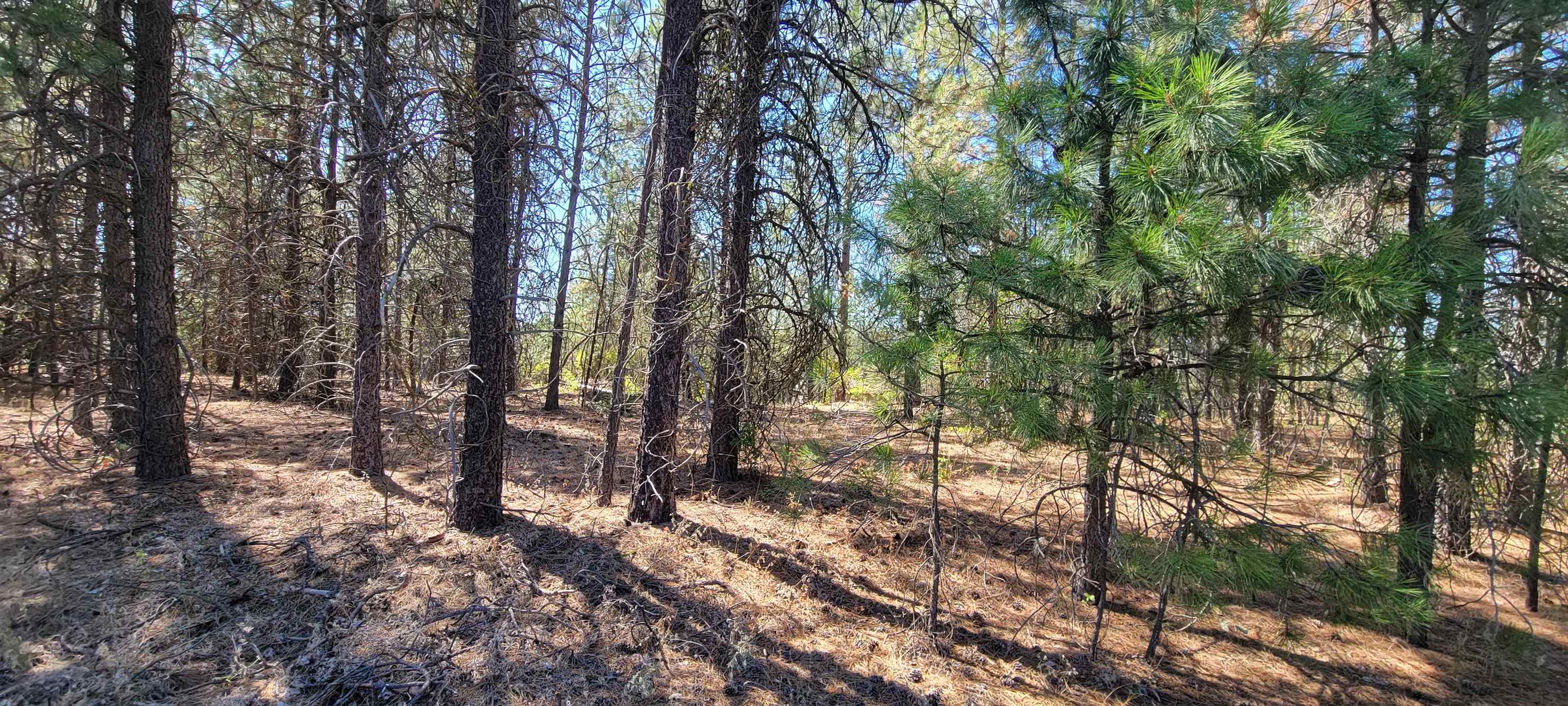 20621 North Market Road Colbert, WA 99005 - Photo 3 of 9