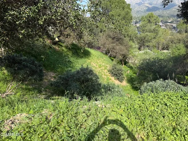 a view of a garden with a tree