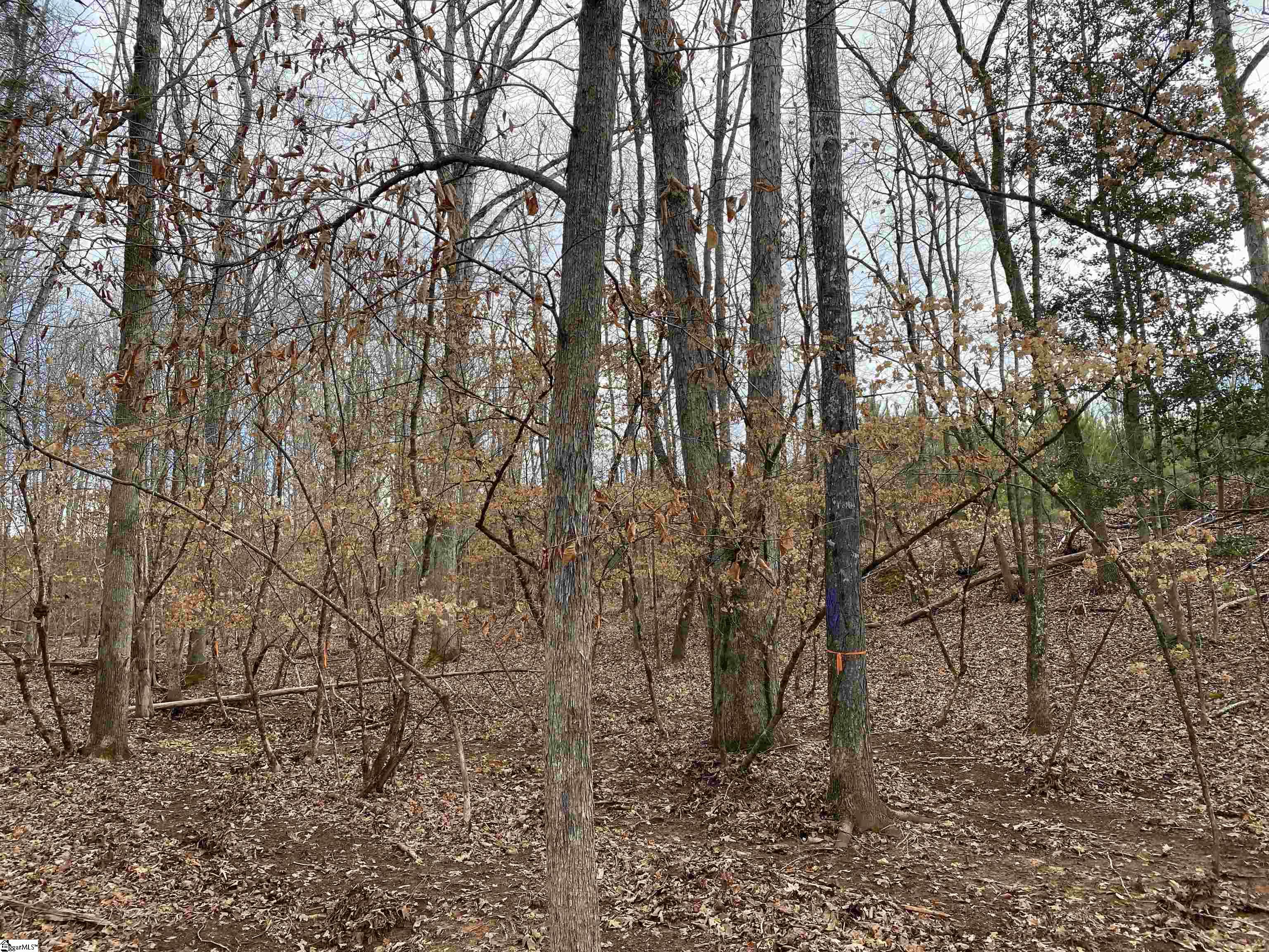 0 Nation Road Hodges, SC 29653 - Photo 10 of 29