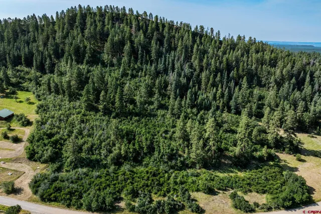 a view of a lush green forest with lots of trees