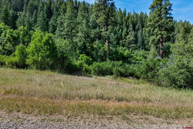 a view of a lush green forest