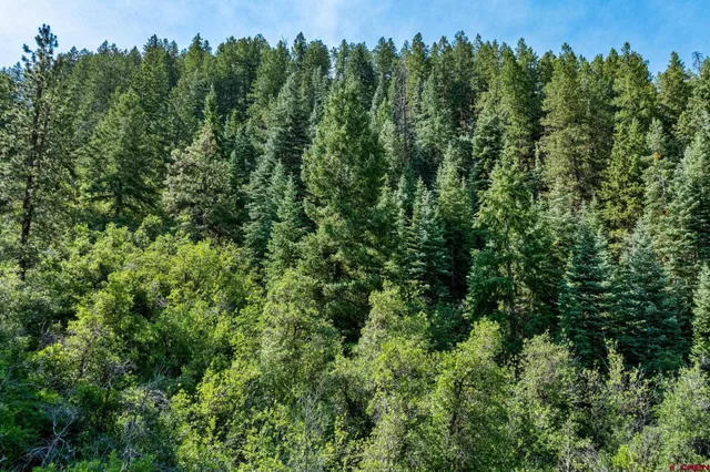 an aerial view of a forest with houses