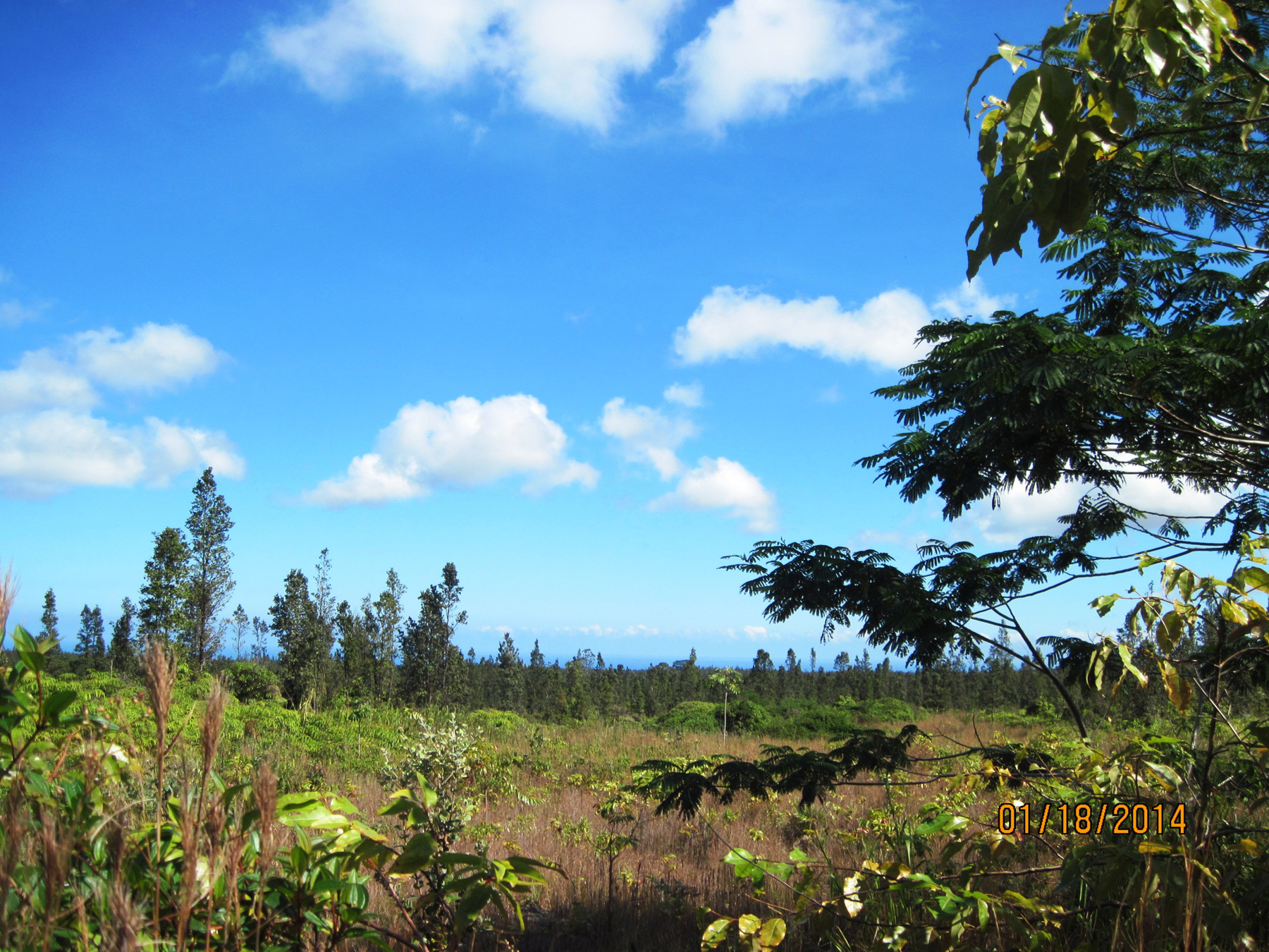 2444 Uhini Ana Road Mountain View, HI 96771 - Photo 23 of 27 a view of a bunch of trees in a field