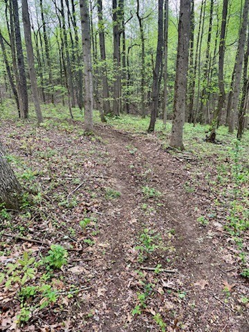 3014 Academy Road Portland, TN 37148 - Photo 42 of 42 a view of a forest with trees