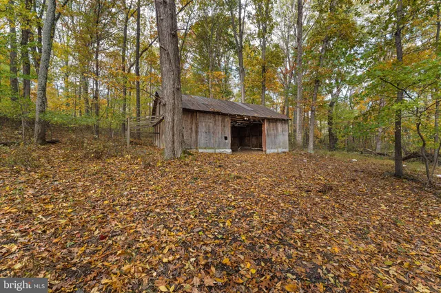 a view of a yard with large trees