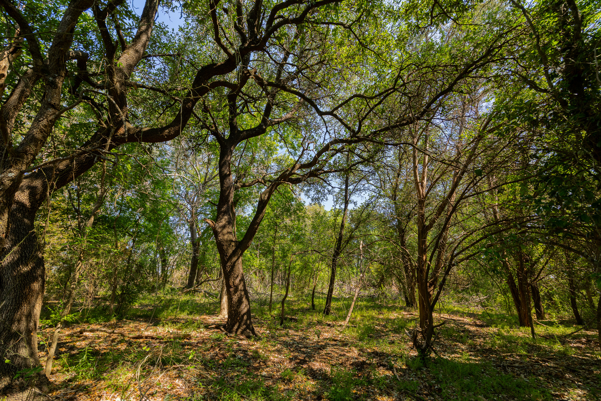 180 Rolling Pond Ranch Road Purmela, TX 76566 - Photo 9 of 21
