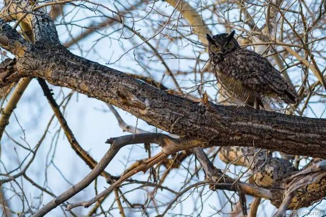 a view of tree in front of a house