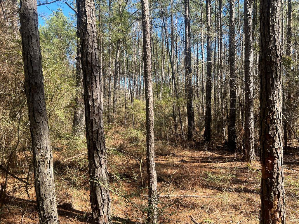 3209 County Farm Road Liberty, MS 39645 - Photo 21 of 29 Photo 21