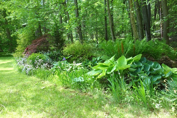 55 High Point Drive Amherst, MA 01002 - Photo 24 of 30 a view of a lush green forest