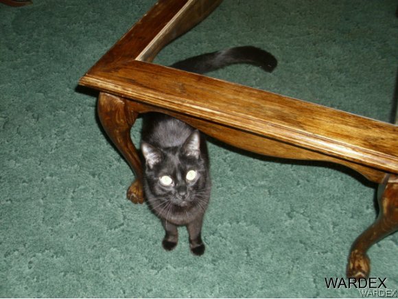 4390 North Shadow Road Kingman, AZ 86409 - Photo 30 of 36 DONT LET CAT OUT