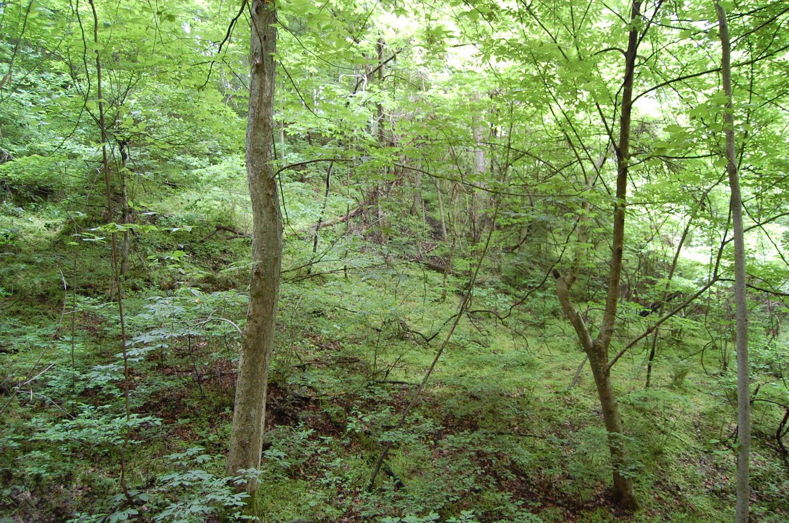 0 Marabel Road Crown City, OH 45623 - Photo 13 of 51