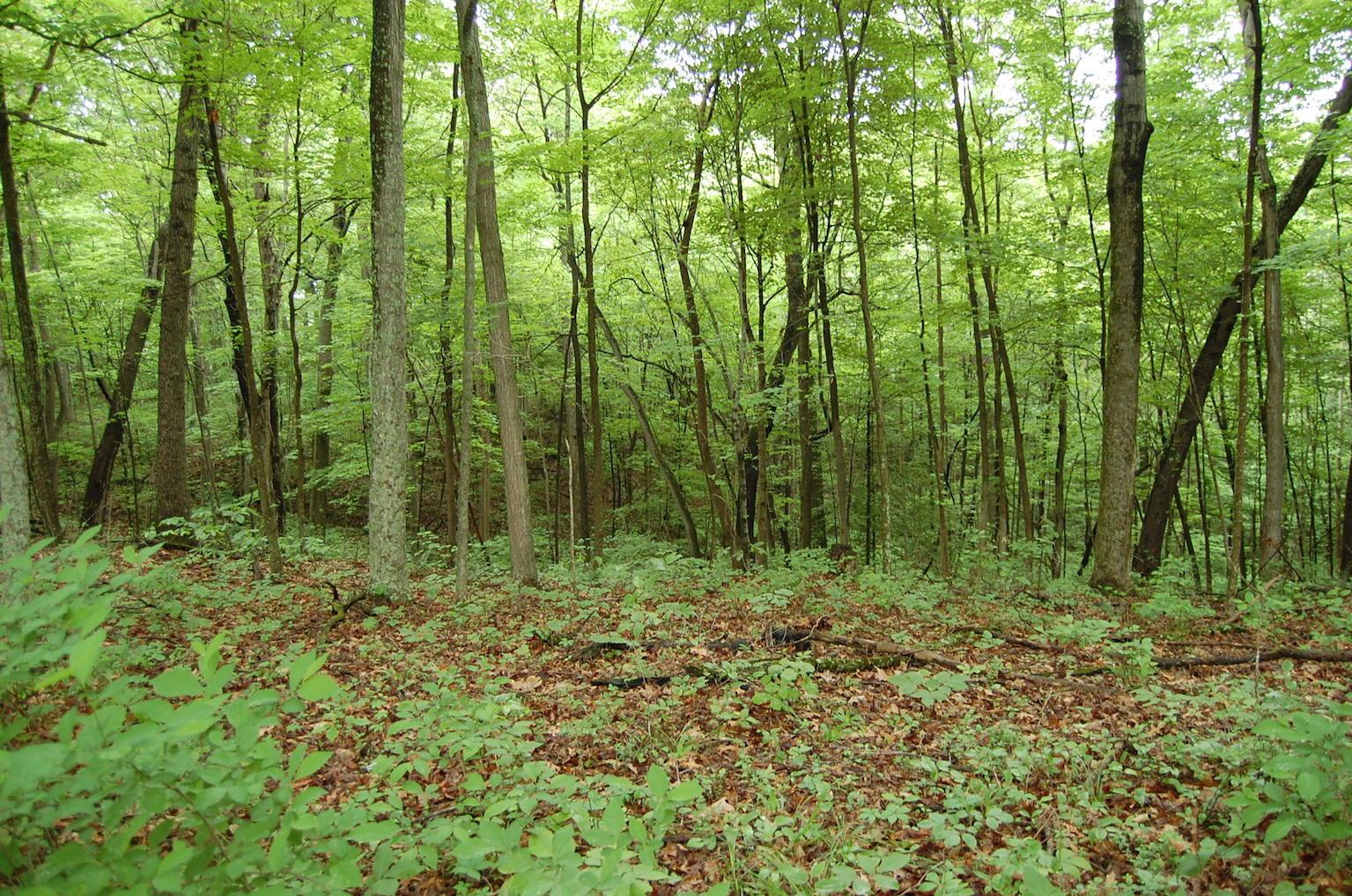 0 Marabel Road Crown City, OH 45623 - Photo 22 of 51