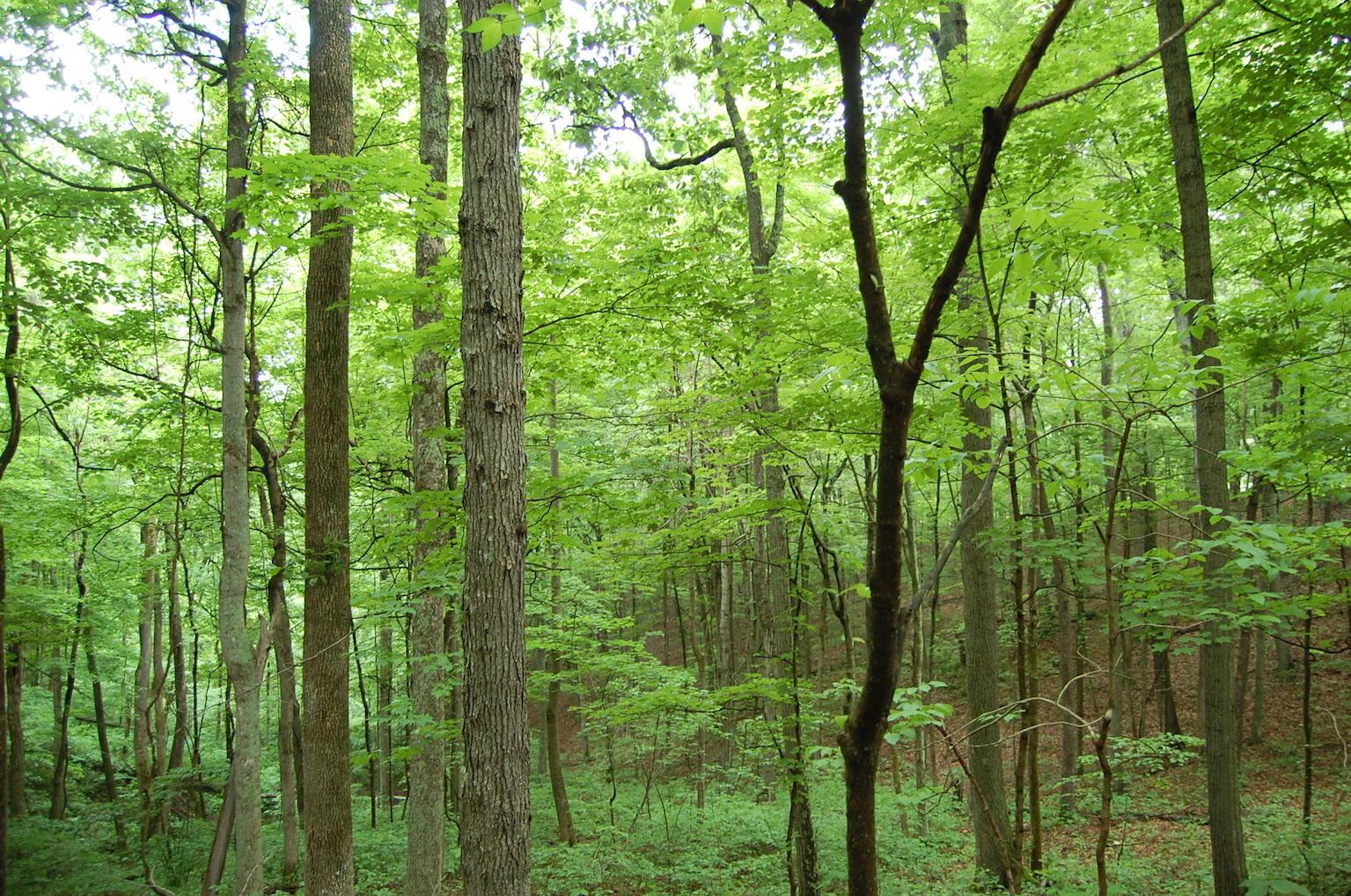 0 Marabel Road Crown City, OH 45623 - Photo 24 of 51