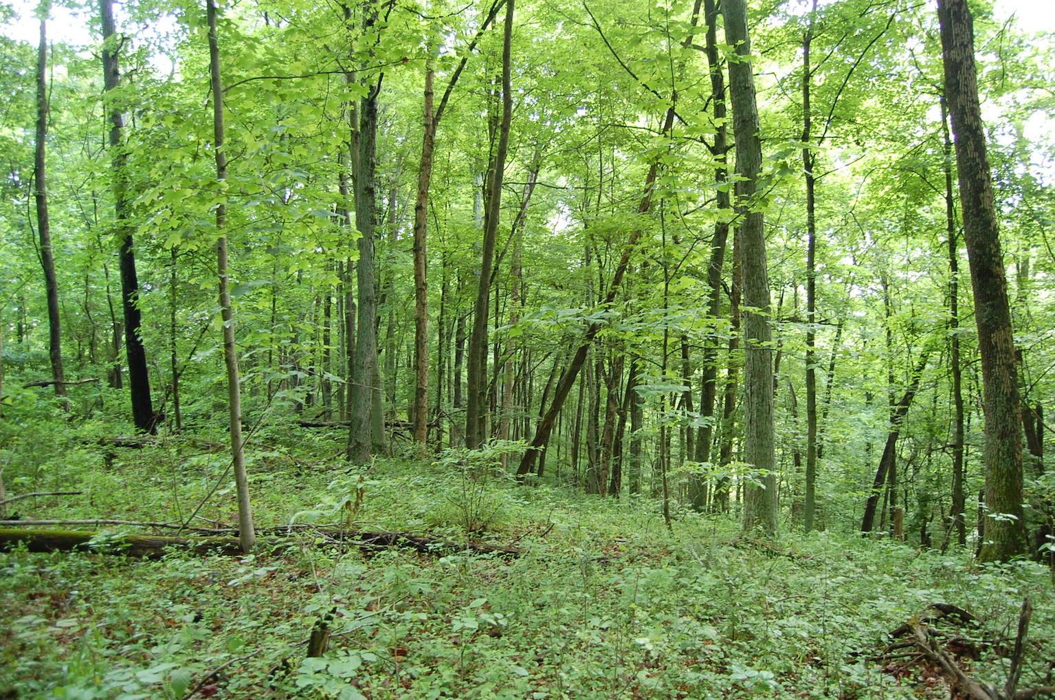 0 Marabel Road Crown City, OH 45623 - Photo 34 of 51