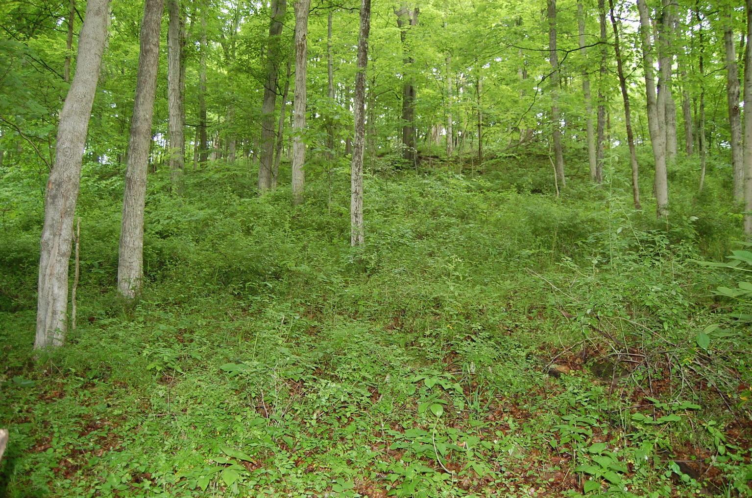 0 Marabel Road Crown City, OH 45623 - Photo 4 of 51