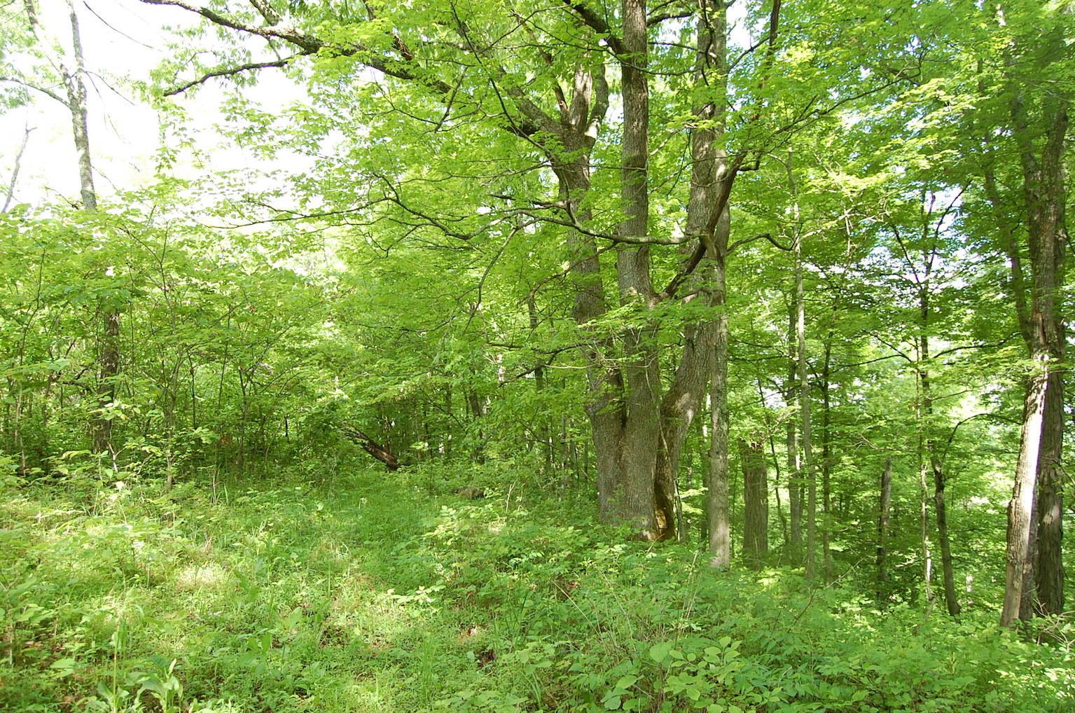 0 Marabel Road Crown City, OH 45623 - Photo 41 of 51