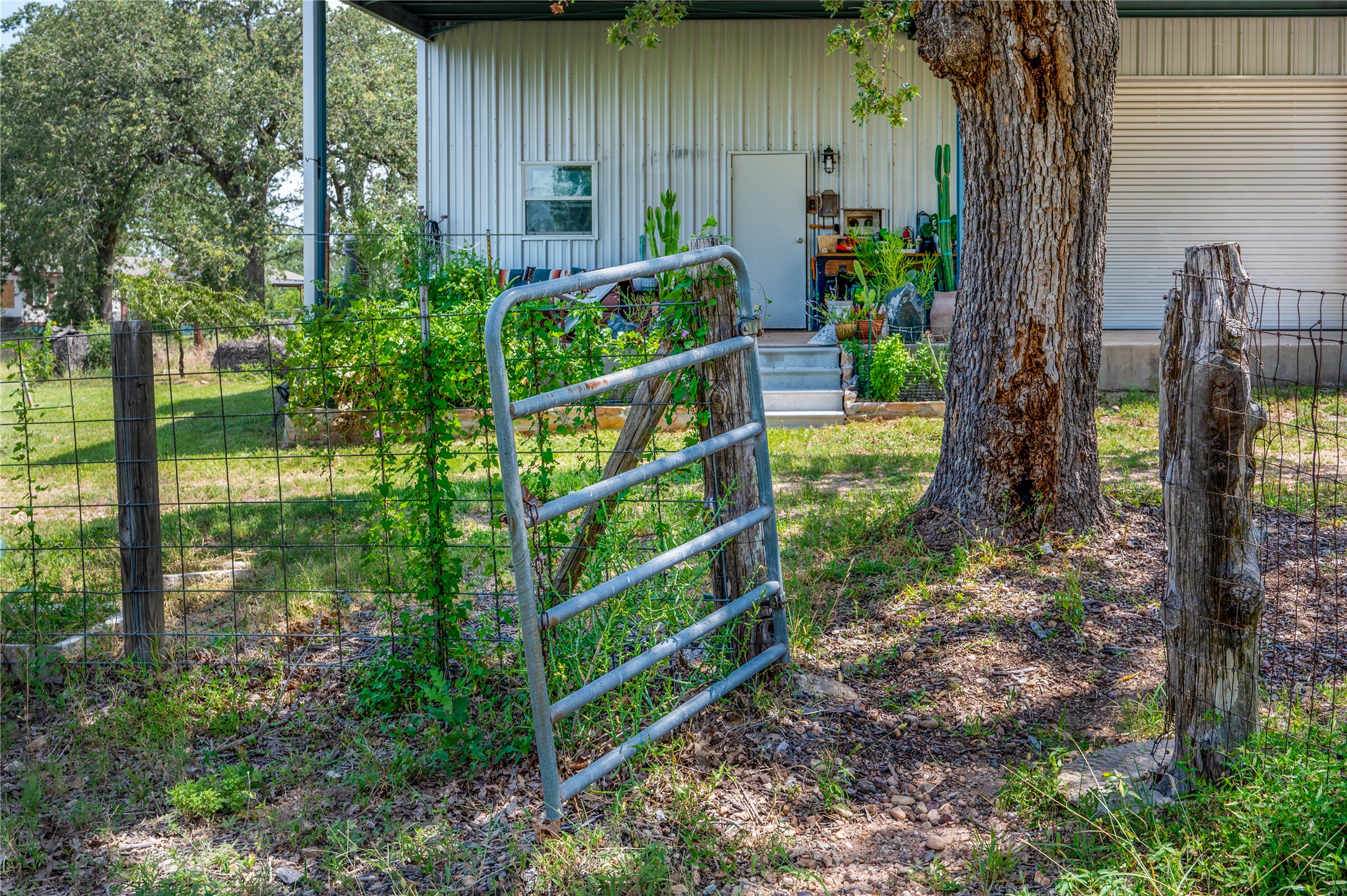 270 Dry Creek Road Manor, TX 78653 - Photo 7 of 40 A rustic gate opens to a metal-sided structure, framed by lush foliage and a mature shade tree.