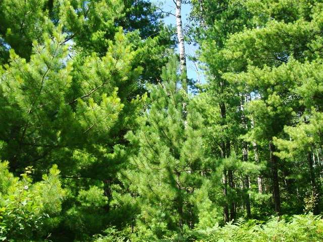 On Lassig Road Rhinelander, WI 54501 - Photo 2 of 4 Gallery Image 2