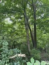 a backyard of a house with lots of trees