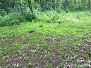 a view of a lush green forest