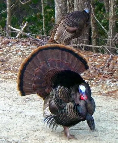 $58,000 | V/l Tahoe Trail, Unit 7, Collettsville, NC 28611