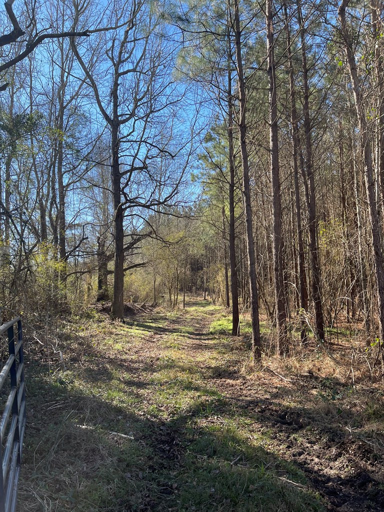 Lot 4 Cr Connerly Road Kokomo, MS 39643 - Photo 4 of 8 Photo 4