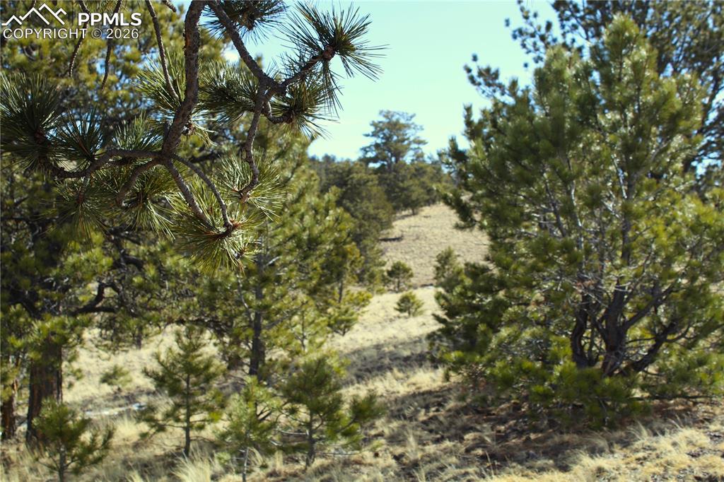 Ahlers Road Hartsel, CO 80449 - Photo 7 of 9 a view of a tree
