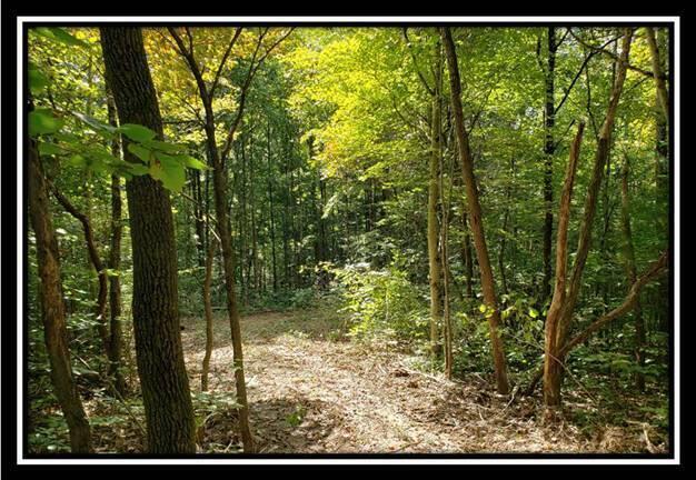 0 Pedigo Ridge Road, Unit TRACT 2) New Marshfield, OH 45766 - Photo 66 of 77 image066