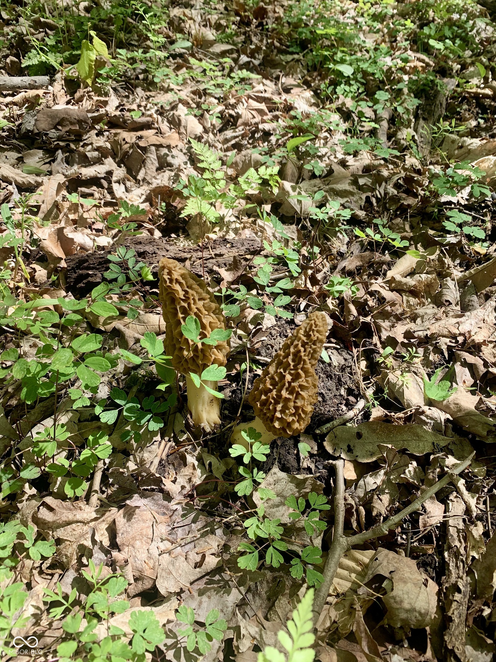 4530 South Frye Hill Road Williamsport, IN 47993 - Photo 66 of 71