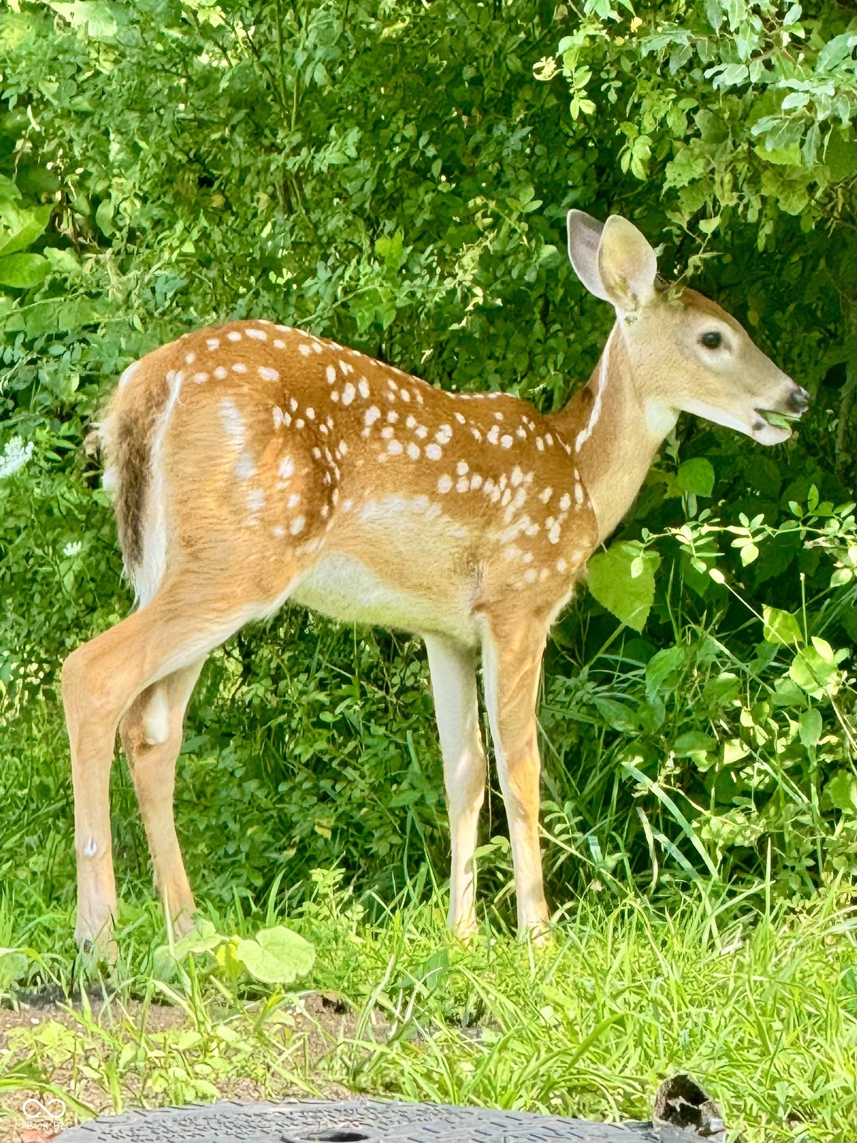 4530 South Frye Hill Road Williamsport, IN 47993 - Photo 67 of 71