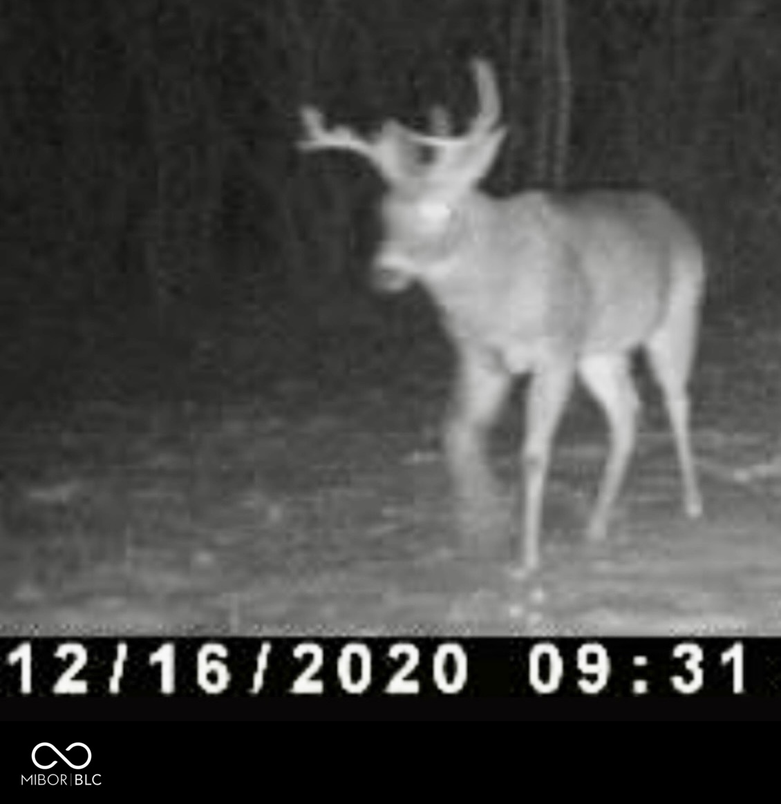 4530 South Frye Hill Road Williamsport, IN 47993 - Photo 69 of 71