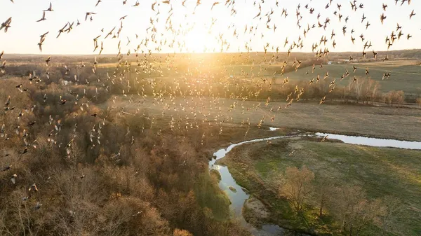 a view of yard with trees