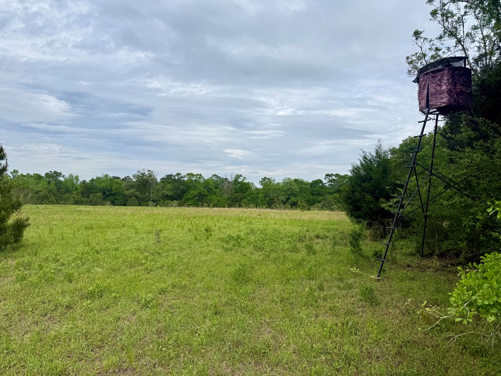 50-acres Dillard Road Pansey, AL 36370 - Photo 10 of 13