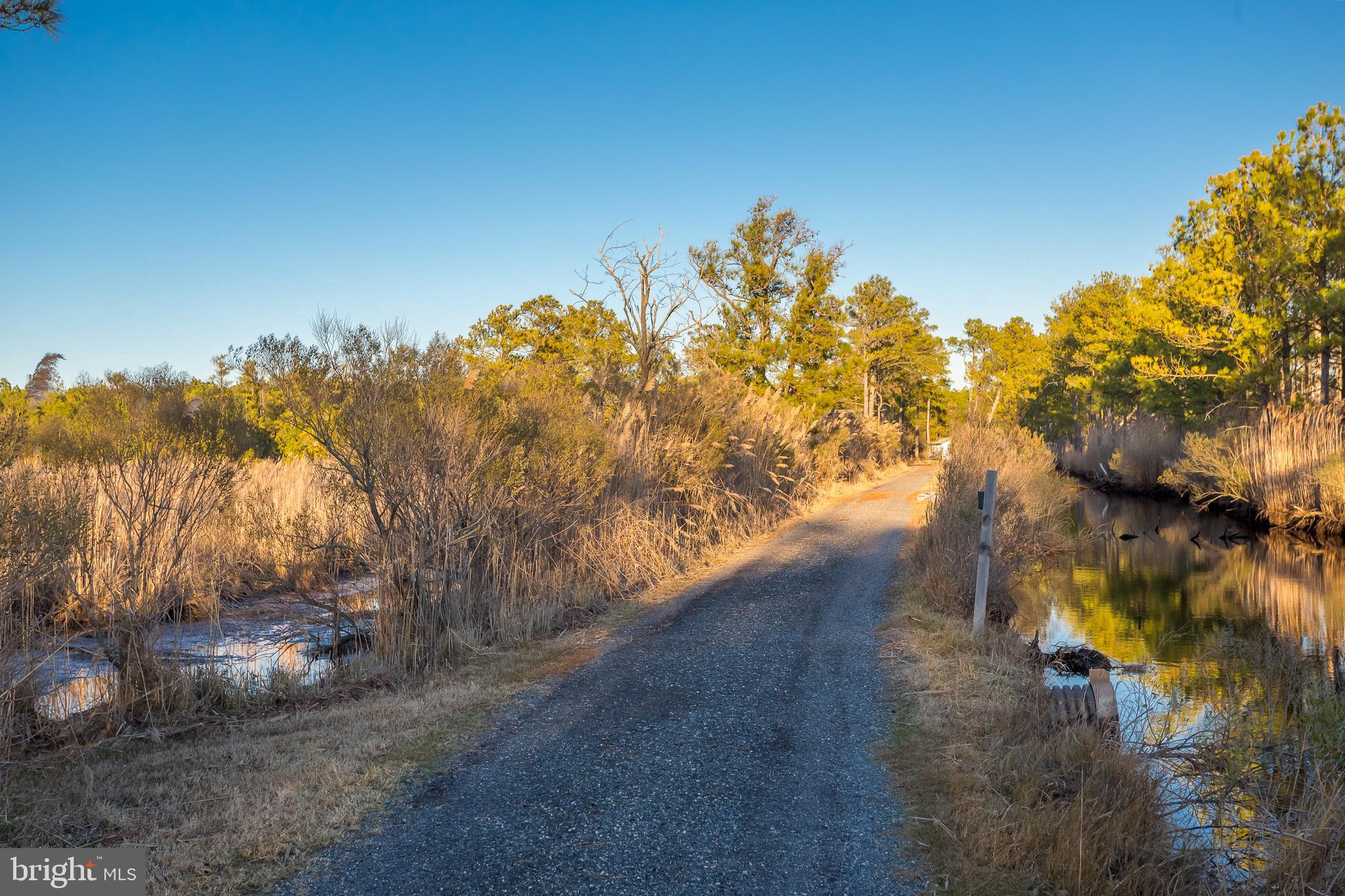 3819 Maple Dam Road Cambridge, MD 21613 - Photo 43 of 79 a view of a yard with a tree