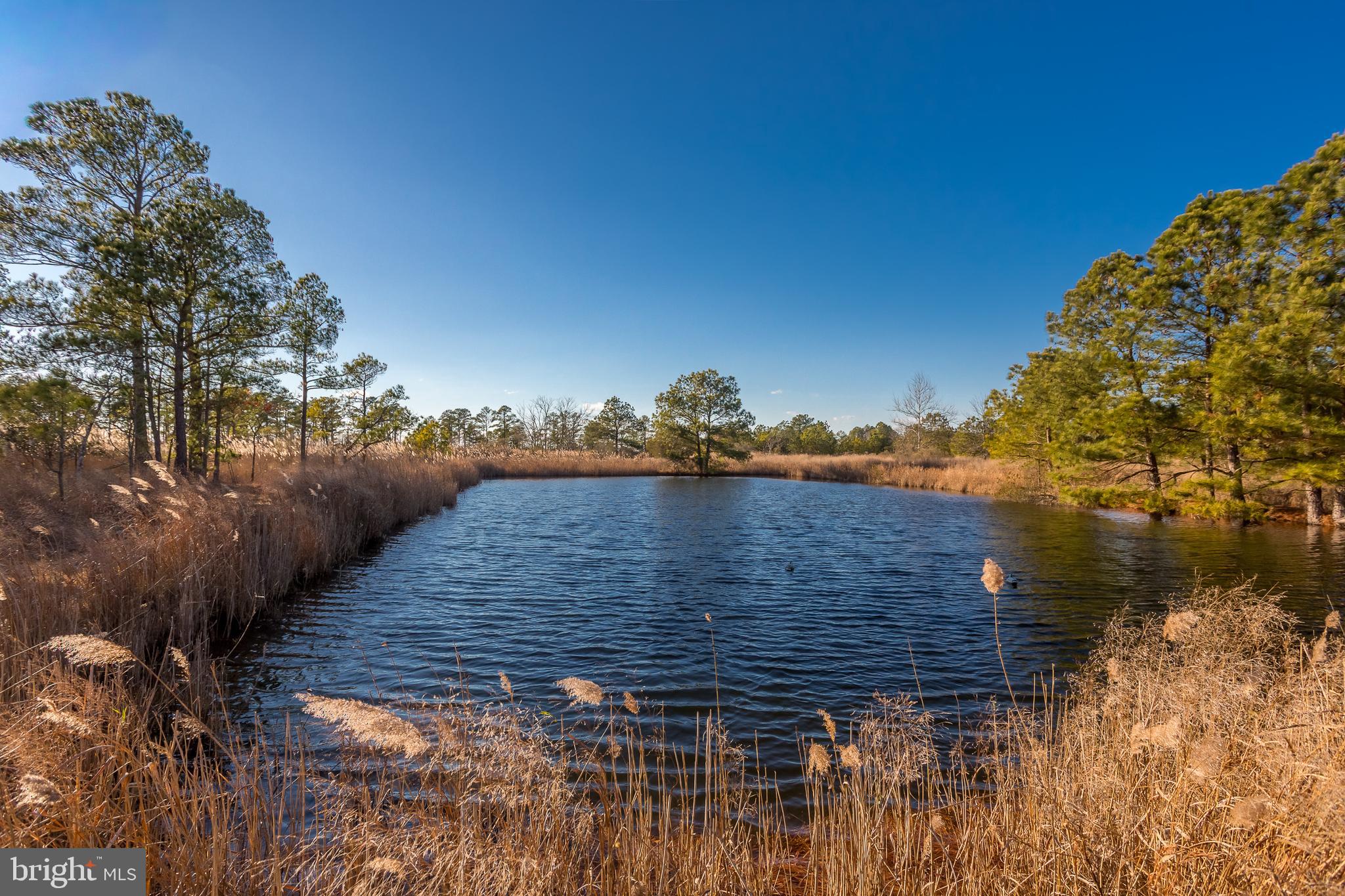 3819 Maple Dam Road Cambridge, MD 21613 - Photo 44 of 79