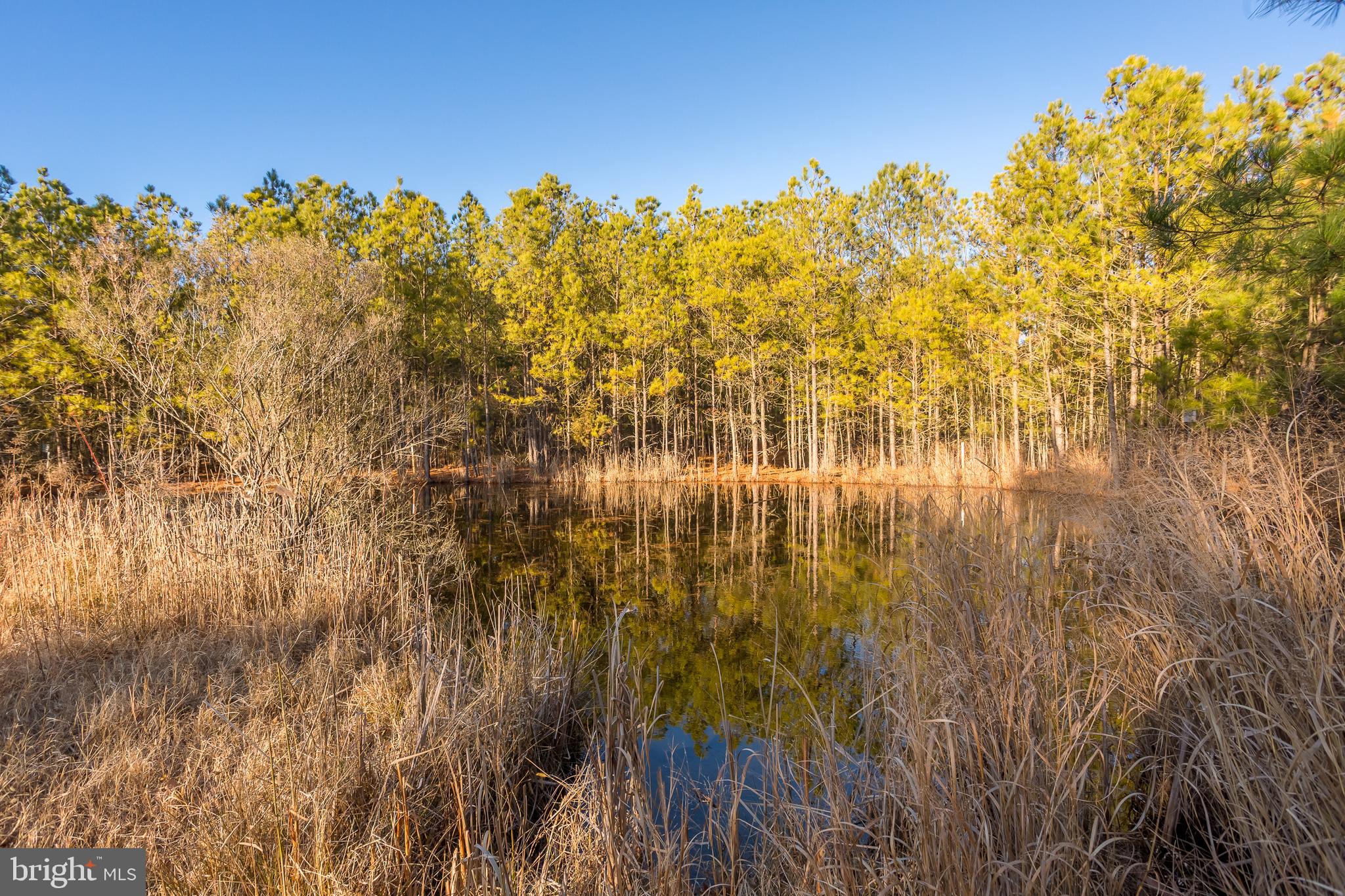 3819 Maple Dam Road Cambridge, MD 21613 - Photo 46 of 79