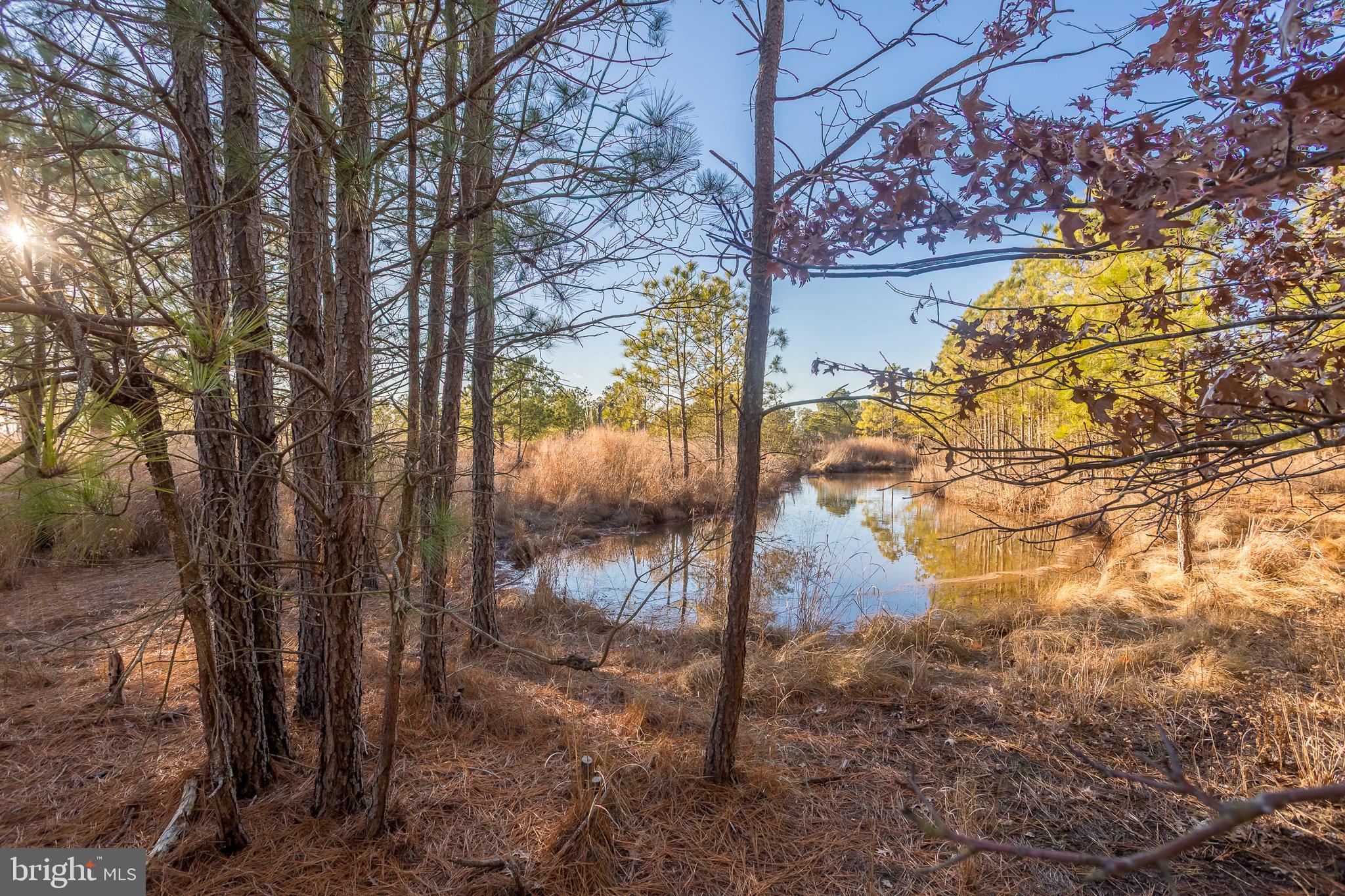 3819 Maple Dam Road Cambridge, MD 21613 - Photo 47 of 79 a view of a yard