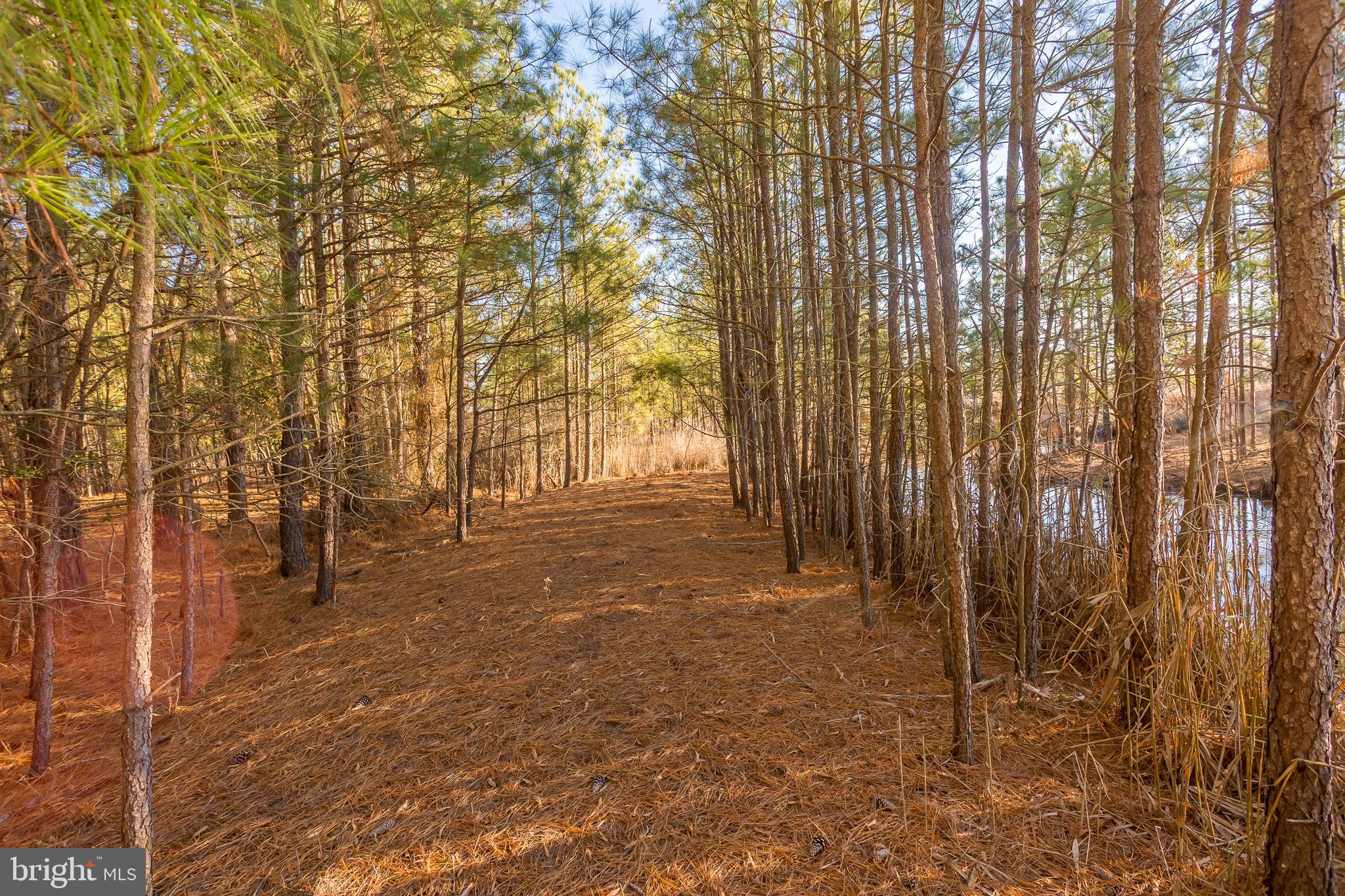3819 Maple Dam Road Cambridge, MD 21613 - Photo 51 of 79 a view of backyard with green space