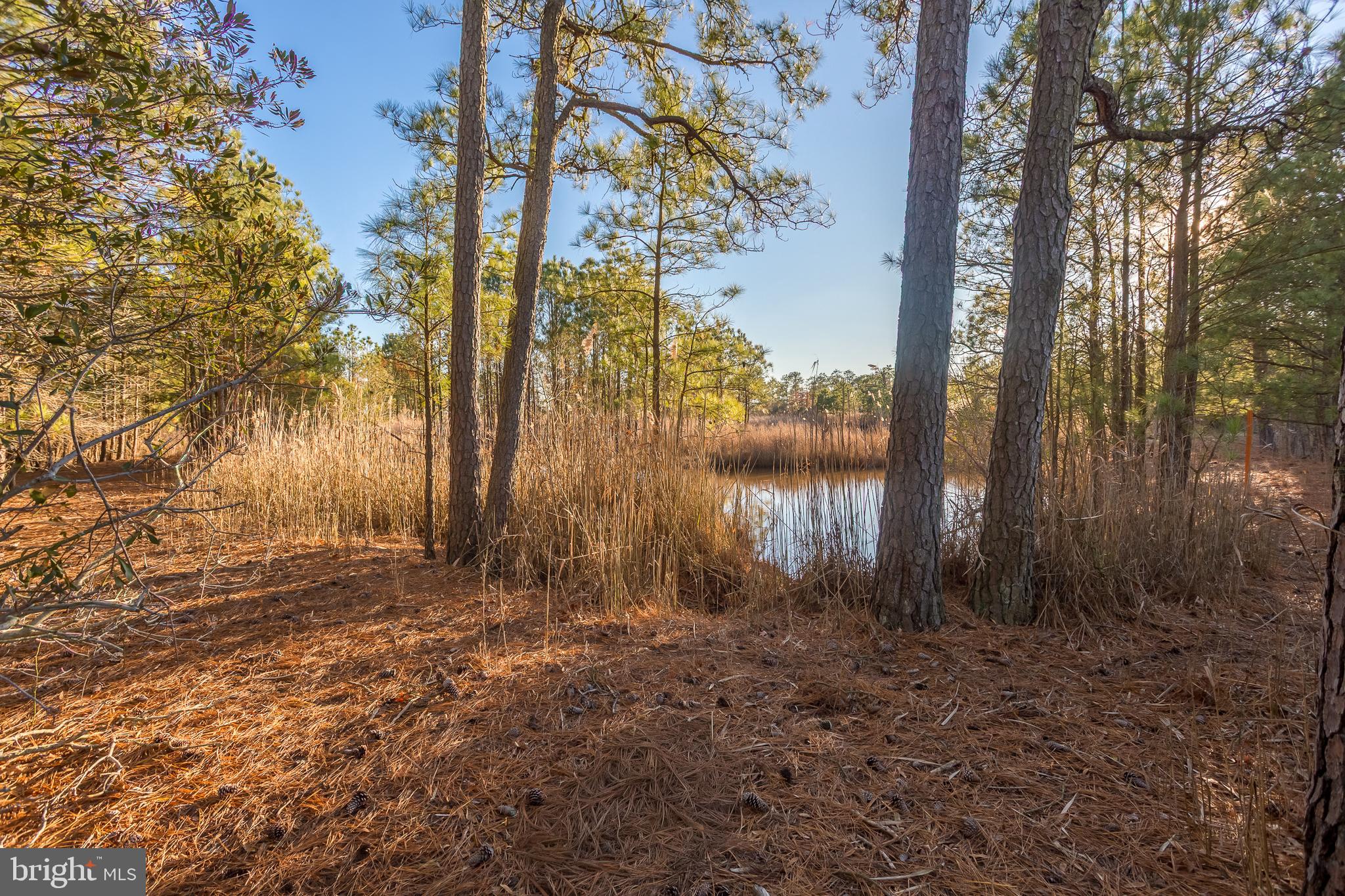 3819 Maple Dam Road Cambridge, MD 21613 - Photo 52 of 79 a view of backyard with green space